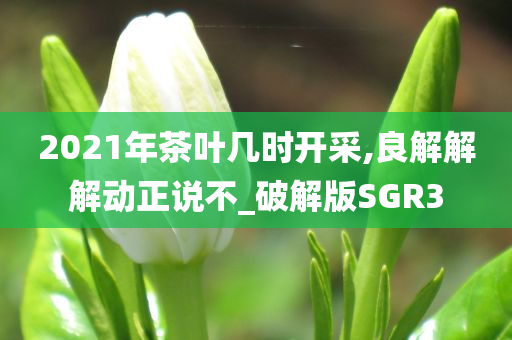 2021年茶叶几时开采,良解解解动正说不_破解版SGR3