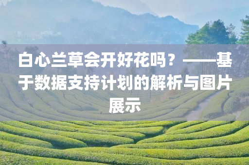 白心兰草会开好花吗？——基于数据支持计划的解析与图片展示