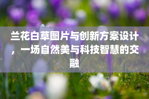 兰花白草图片与创新方案设计，一场自然美与科技智慧的交融